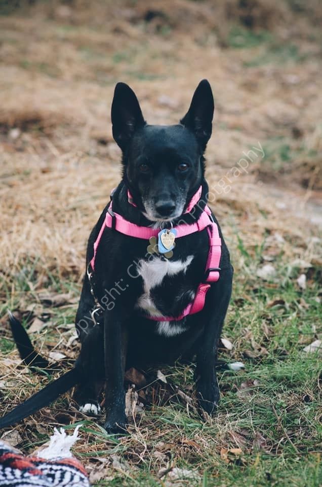 Nellie the OG Grecobonpup Photo Credit Chandon Photography