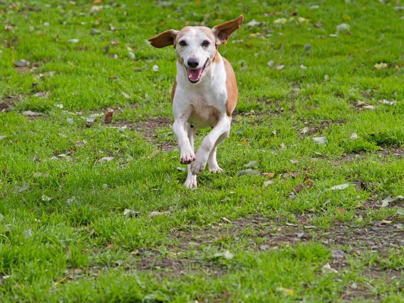 Dog running through grass