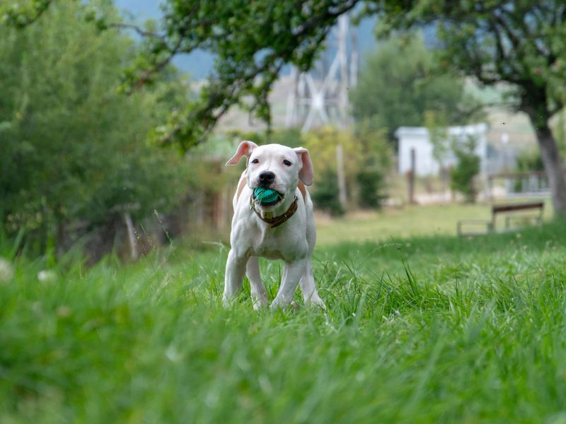 Make Money with Your Home - Rent your yard as a dog park - dog playing with toy in yard